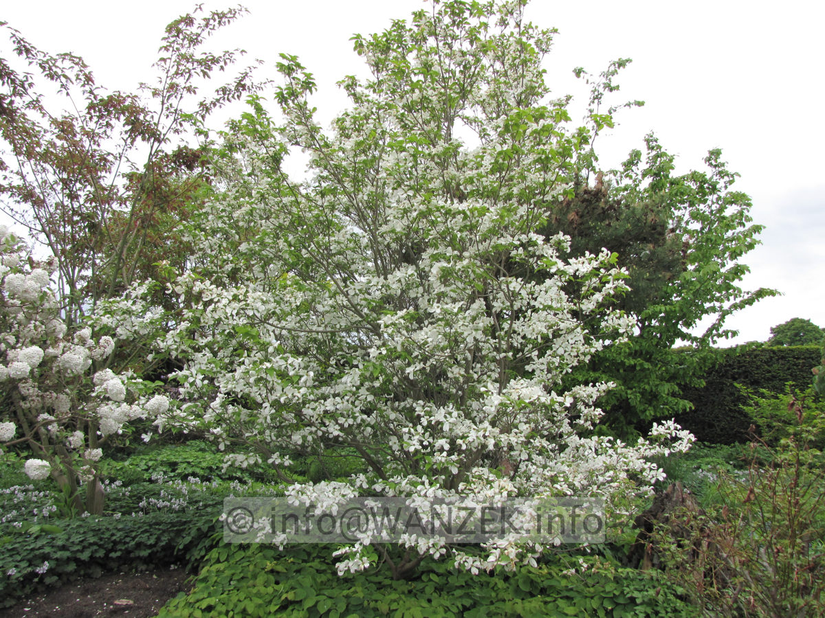 Cornus florida  01 Sol 01.JPG